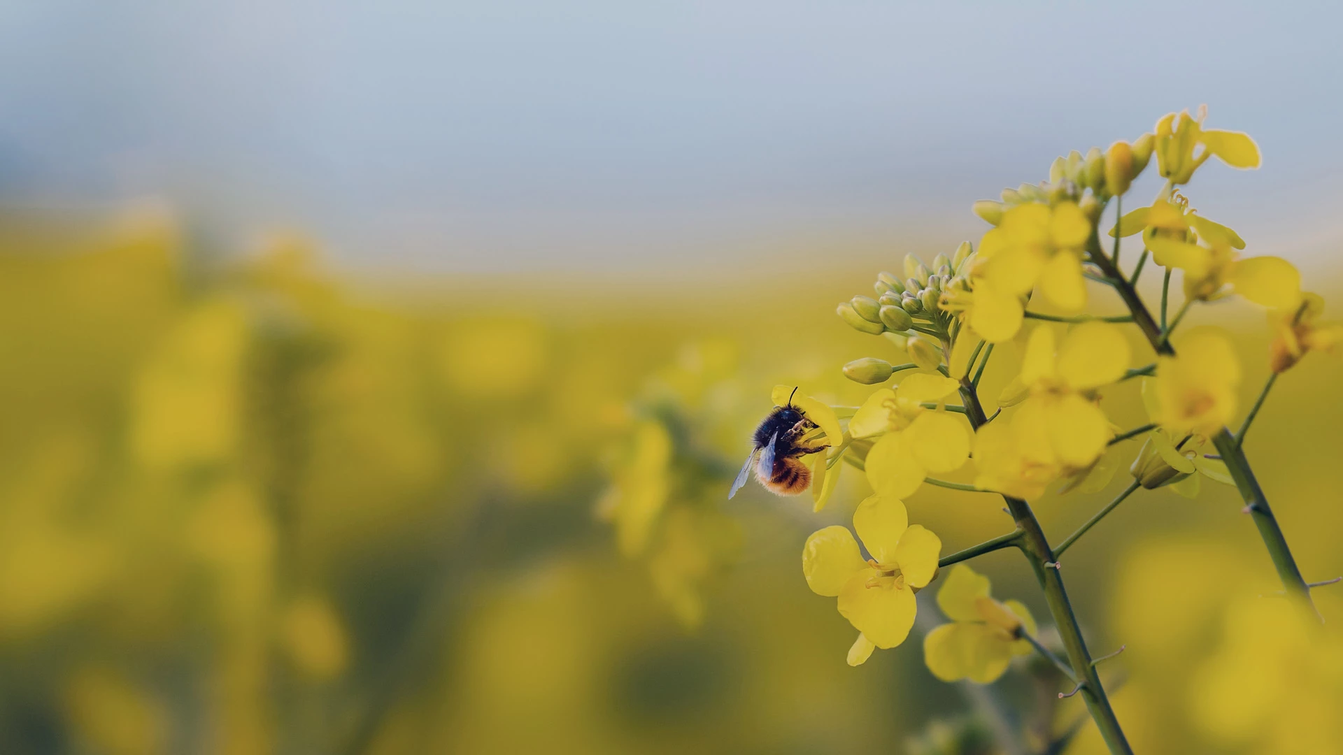 /a%20bumblebee%20on%20a%20field%20of%20yellow%20flowers.