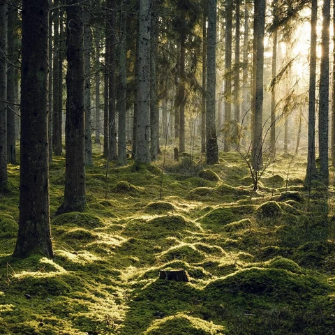 Sun shining through the forest