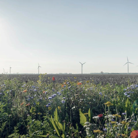 Wild flowers planted along fields