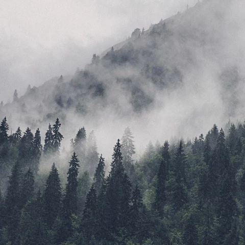 Fog over forrest