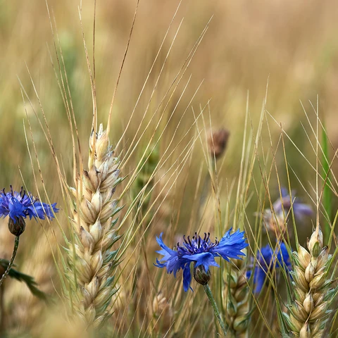 Blue cornflower in field